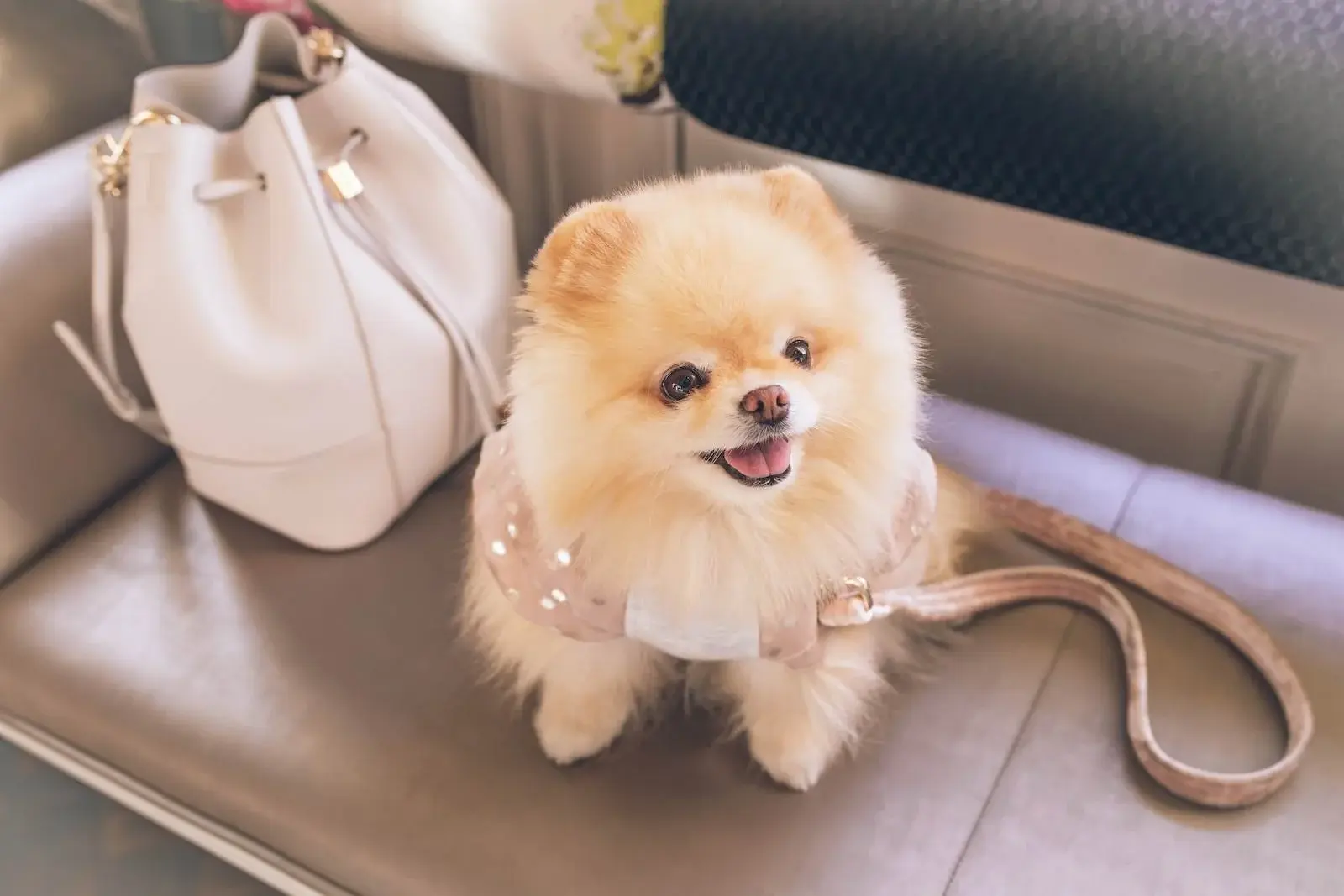 Pomeranian Boo este o senzație de social media care a luat lumea cu asalt.
