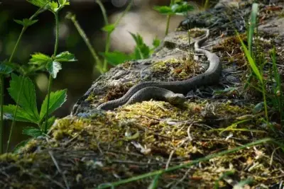 Sarpe de casă » Este oare periculos sa ai un sarpe?