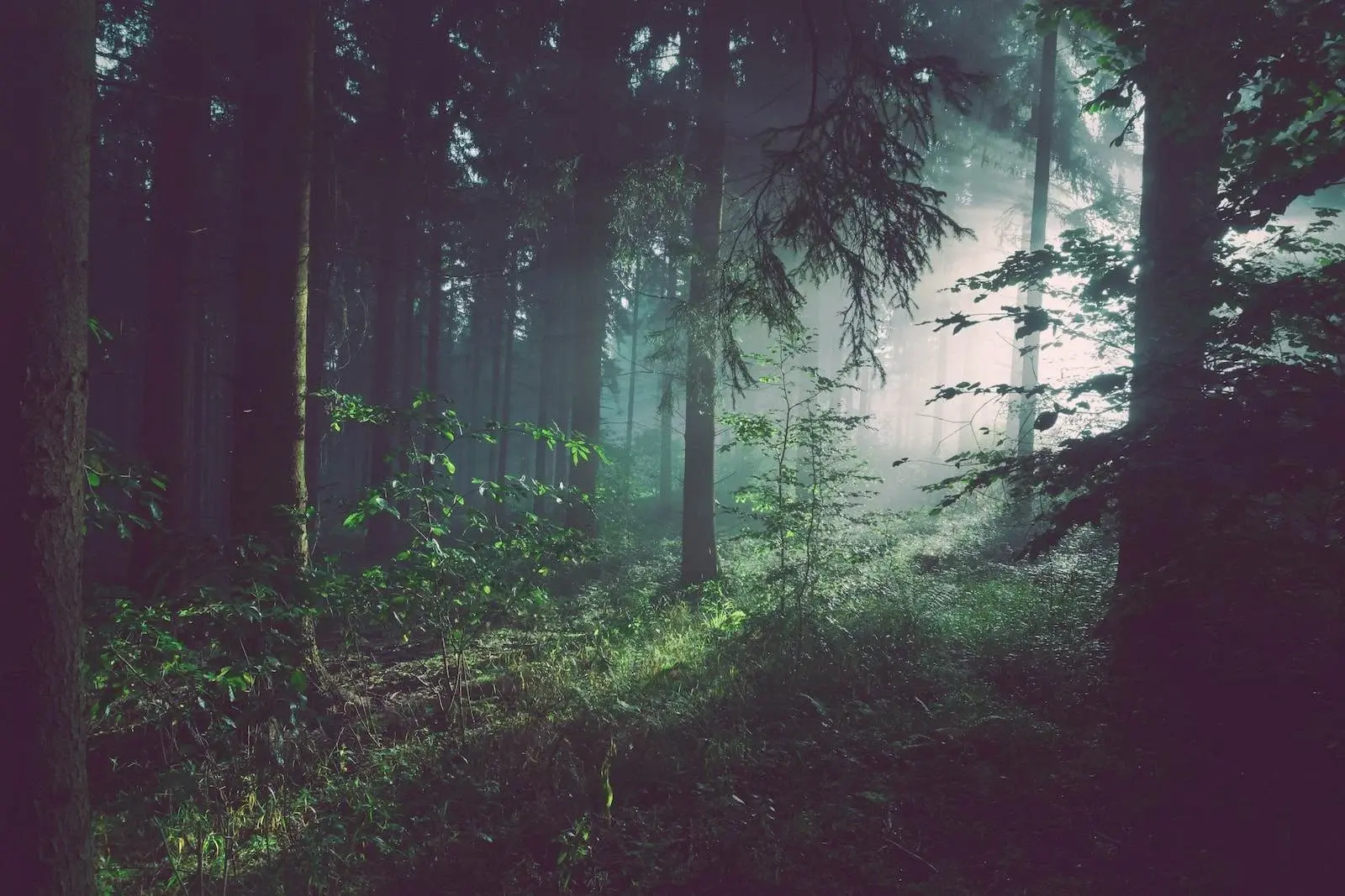 Pădurea Hoia Baciu » Ce știi despre această pădure?