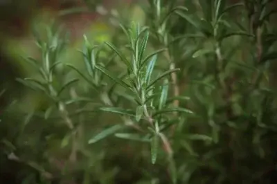 ce boli trateaza rozmarinul Rozmarinul este o plantă aromatică și medicinală cunoscută de secole pentru proprietățile sale terapeutice