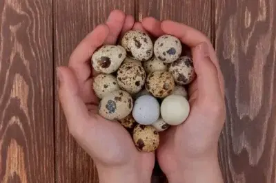 oua de prepelita 400