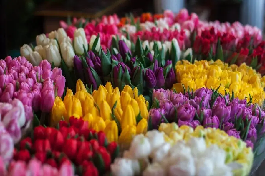 pexels johnmark smith 250716