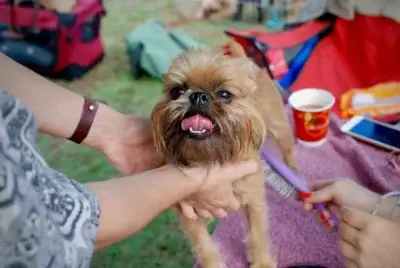 Photo Pet grooming