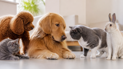 Cum introduci un animal nou într-o casă cu alte animale